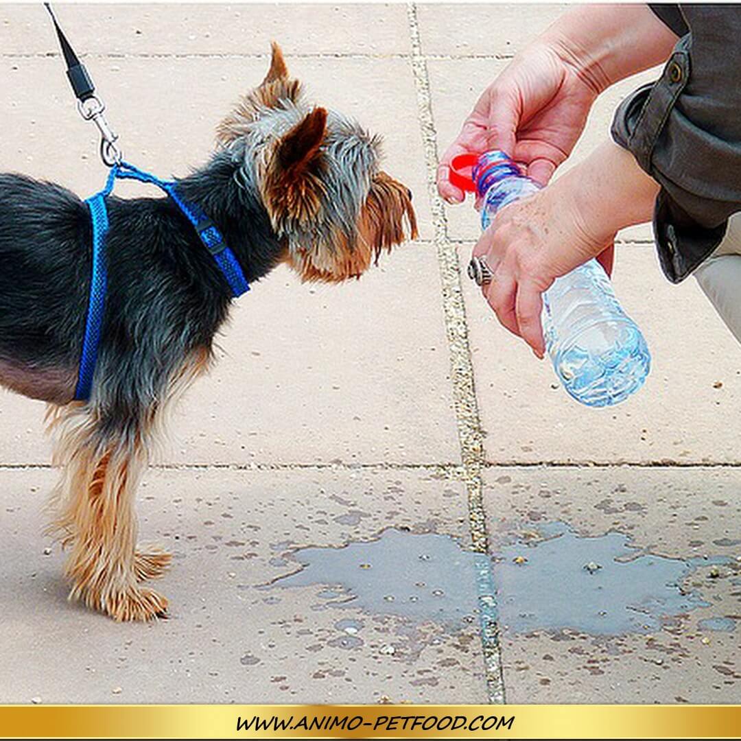En été, hydrater votre chien